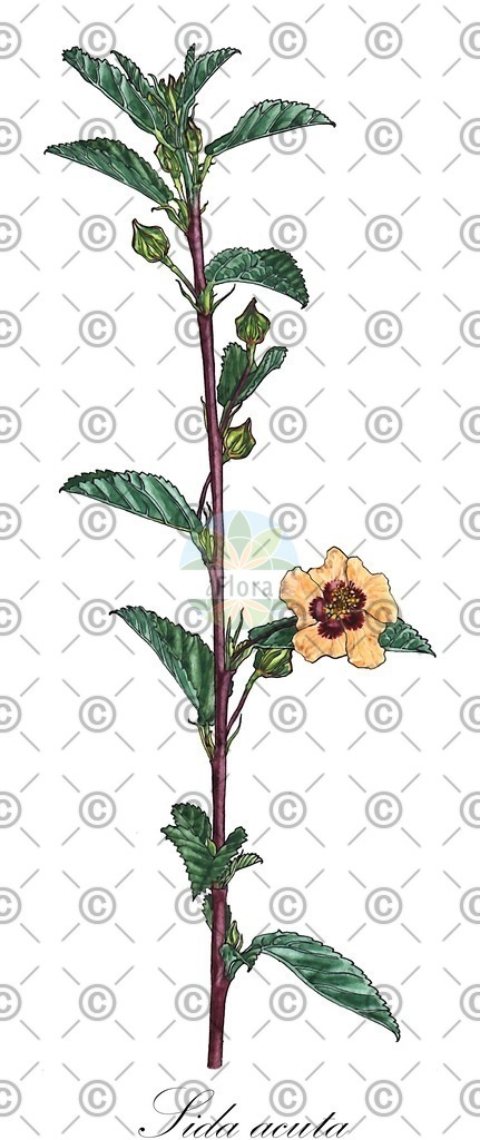 HistAbb_wfo-4000035306_1_ENZY_Simple | Historische Abbildung von Sida acuta - Malvaceae | Historical Illustration of Sida acuta - Malvaceae (flatstem sida)