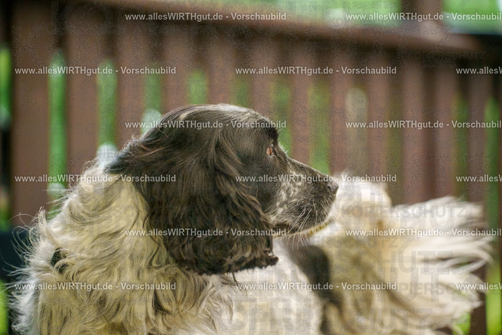 @allesWIRTHgut_Tierfotografie - www.allesWIRTHgut.de - 7R501869 | Professionelle Tierfotografie in Mönchengladbach von Daniel Wirth (allesWIRTHgut). Liebevolle & natürliche Bilder von Hunden & Katzen für unvergessliche Erinnerungen.