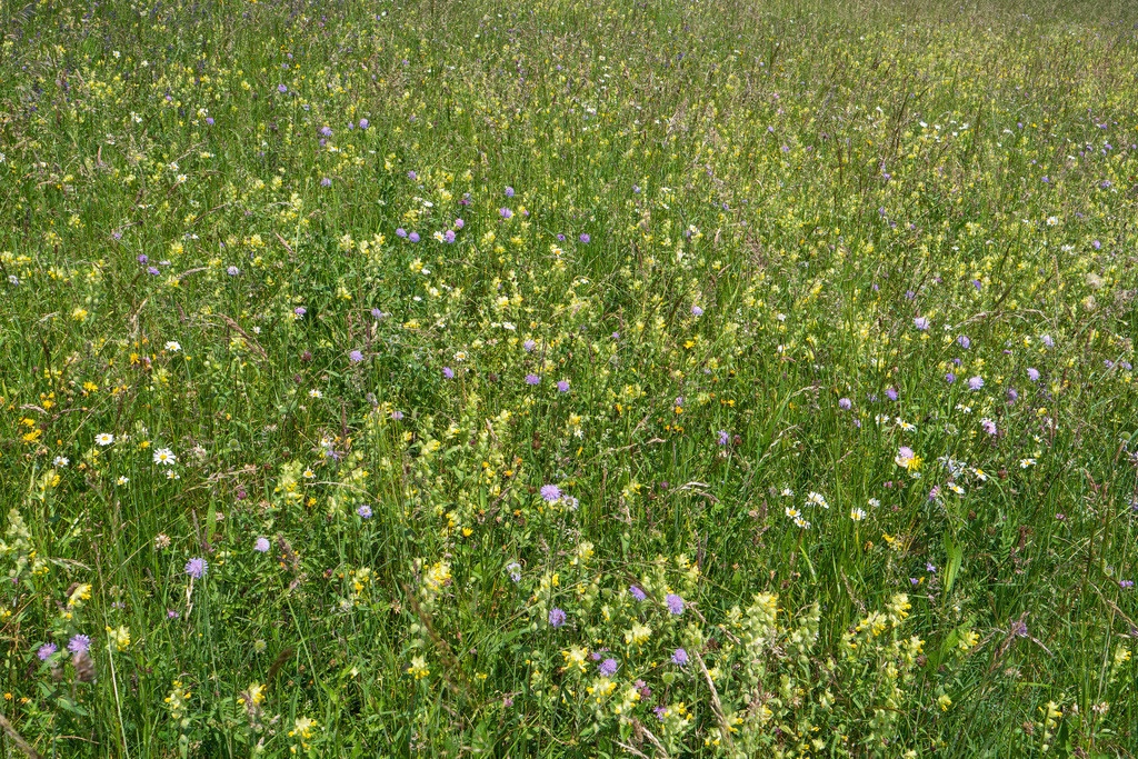 Blumenwiese im Sommer | Schöne Fotografien aus der Stadt und der Natur zum bestellen oder selber hochladen. Druck auf Foto, Postkarte, Kalender, FineArt Hahnemühle, Alu-Dibond , Akustikbilder zur Absorption von Schall und Lärm etc. - Realisiert mit Pictrs.com