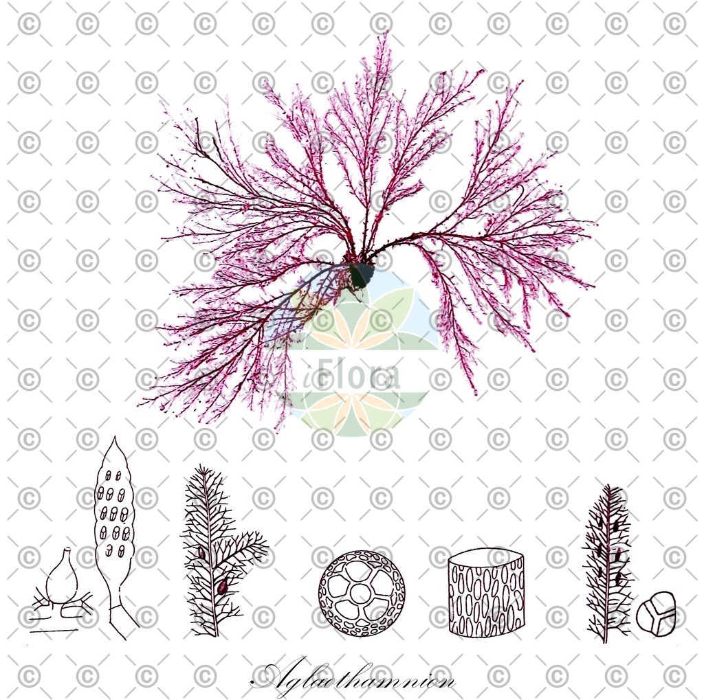 HistAbb_QRW_4_ENZY_Simple | Historische Abbildung von Aglaothamnion - Callithamniaceae (0) | Historical Illustration of Aglaothamnion - Callithamniaceae (0)