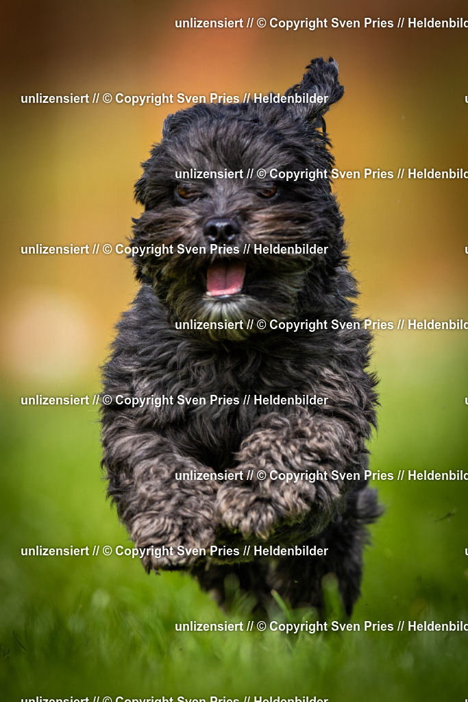 Sven Pries | 2025-04-13 - Hunderennen Baden-Baden - Realisiert mit Pictrs.com