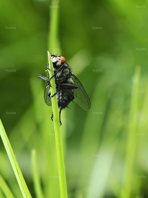 Graue Fleischfliege (Sarcophaga carnaria) | Die Graue Fleischfliege (Sarcophaga carnaria), auch Aasfliege genannt, ist eine 10–18 mm große, grau-schwarz gemusterte Fliege aus der Familie der Fleischfliegen. Sie wird häufig an Aas, Kot oder in Gärten beobachtet.
 –  – 
The Common Flesh Fly (Sarcophaga carnaria), also known as the Grey Flesh Fly, is a 10–18 mm grayish-black patterned fly from the flesh fly family. It is commonly found near carrion, dung or in gardens. - Realisiert mit Pictrs.com