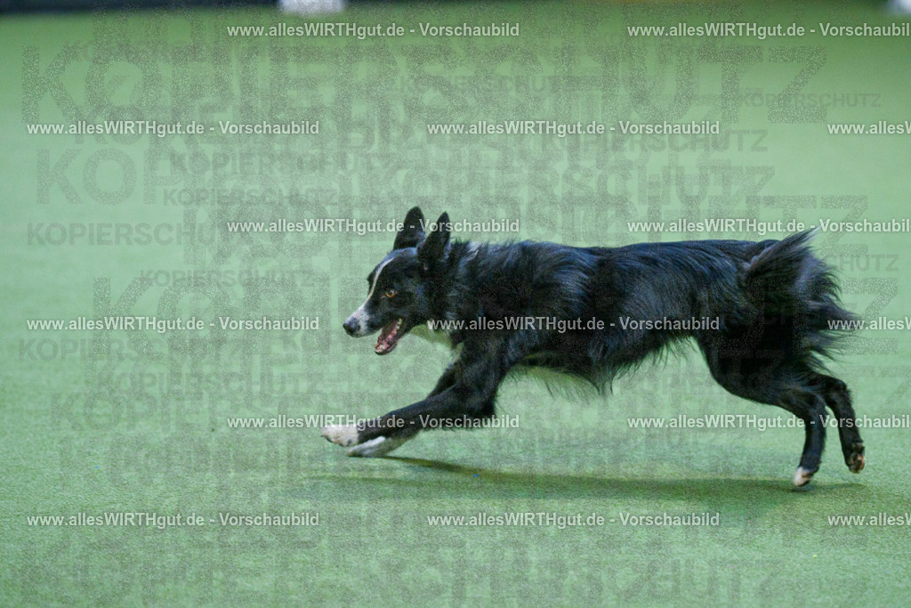 @allesWIRTHgut_Tierfotografie - www.allesWIRTHgut.de - 2604260809-7R506714 | Professionelle Tierfotografie in Mönchengladbach von Daniel Wirth (allesWIRTHgut). Liebevolle & natürliche Bilder von Hunden & Katzen für unvergessliche Erinnerungen.