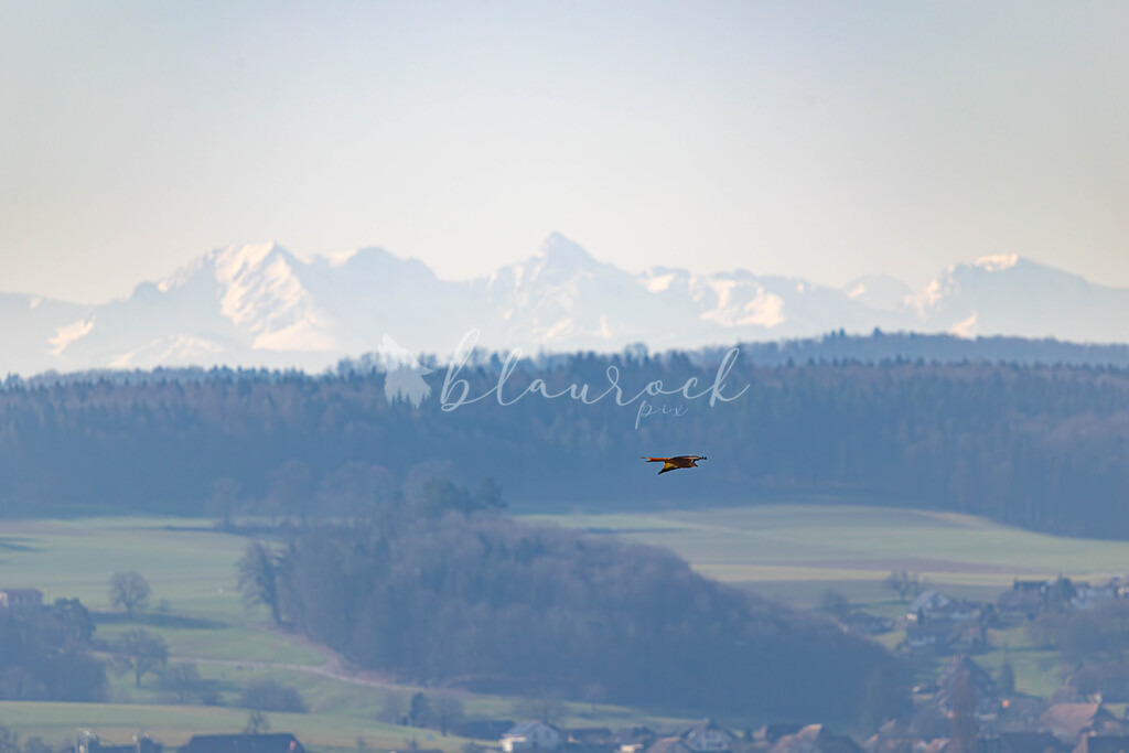 CN12--53 | Sportbilder, Sportfotograf, Hochzeits- und Eventfotografin, Flugshows, Portraits und Tiershooting, Aviation, Downhill, Nationalleague, Swissleague, International