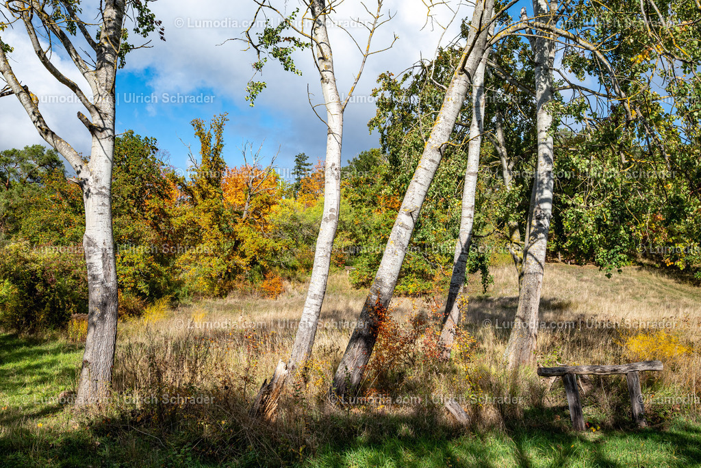 10049-13724 - Herbststimmung in den Spiegelsbergen | Stockfoto und Bilderpool mit Bildmaterial aus Deutschland, dem Harz, Halberstadt, Quedlinburg, Wernigerode und weltweit. Qualitativ hochwertige und professionelle Fotos anschauen und kaufen. - Realisiert mit Pictrs.com