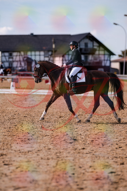 2026_10_03_Siefer-Hof_132607_Z81_79100051 | Professionelle Reitsport-, Turnier- und Eventfotografie von Robert Broda. Galerien mit ausgewählten und bearbeiteten Bildern direkt online ansehen und bestellen.