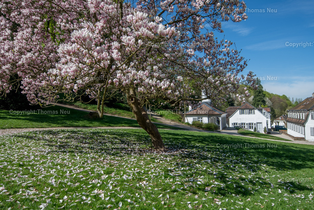 Fuerstenlager-magnolienbluete-bensheim-auerbach-staatspark-parklandschaft-sommersitz-hessische-Fuerstenfamile-Fotografie-Thomas_Neu.jpg-20 | Blick über das historische Gebäudeensemble im Staatspark Fürstenlager in Bensheim-Auerbach, eingebettet in die frühlingshafte Landschaft der Bergstraße. Blühende Magnolien und frisches Grün rahmen die klassizistischen Gebäude, während sich im Hintergrund die bewaldeten Hänge des Odenwaldrandes erheben. Der ehemalige Sommersitz der Landgrafen von Hessen-Darmstadt zeigt sich hier in seiner ganzen landschaftlichen und architektonischen Schönheit.,Bild: Thomas Neu