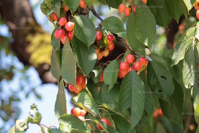 frucht | Fotos, Fotos kaufen,  Fotos von Stadt und Land, Fotos von Tieren. - Realisiert mit Pictrs.com