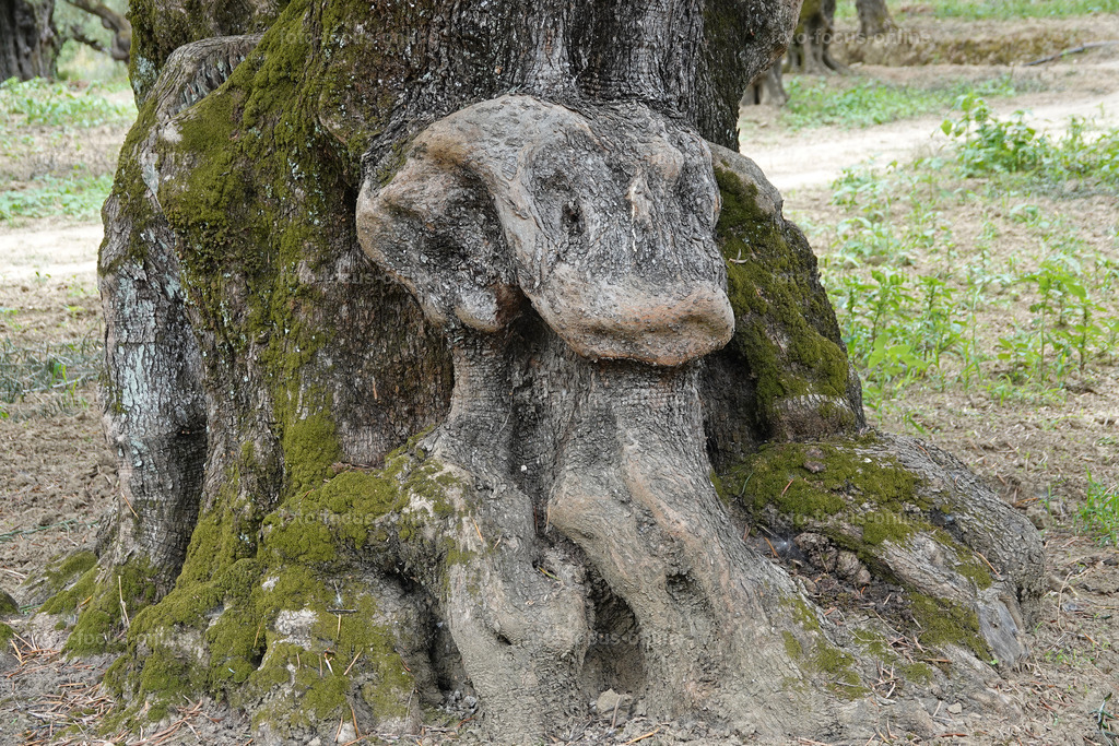 ugly trees | foto-focus-online