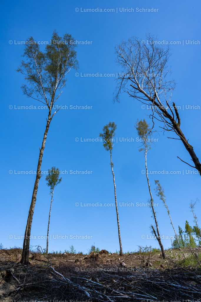 10049-12834 - Im Unterharz bei Strassberg | Stockfoto und Bilderpool mit Bildmaterial aus Deutschland, dem Harz, Halberstadt, Quedlinburg, Wernigerode und weltweit. Qualitativ hochwertige und professionelle Fotos anschauen und kaufen. - Realisiert mit Pictrs.com