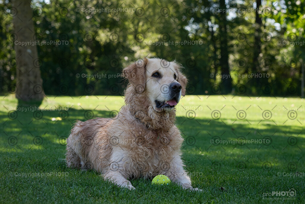073_202509_4Hundebadetag_NZ9_2333 | proPHOTO - Realisiert mit Pictrs.com