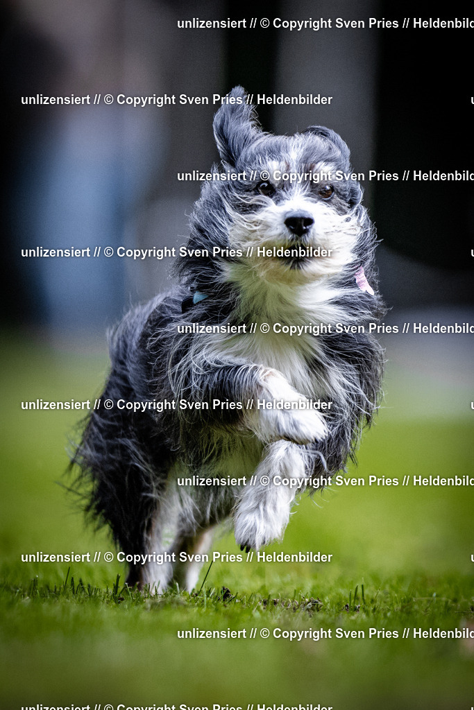 Sven Pries | 2025-10-03 - Hunderennen Obergrombach - Realisiert mit Pictrs.com