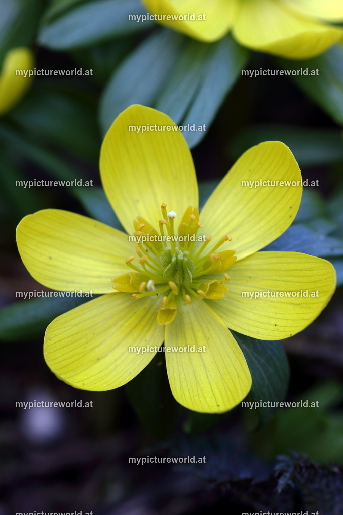 Winterling-003 | Das Bilderarchiv über Tiere, Planzen und Landschaften. In der Bilddatenbank finden Sie ein große Auswahl an hochwertigen Bilder für Ihre Werbung - Realized with Pictrs.com