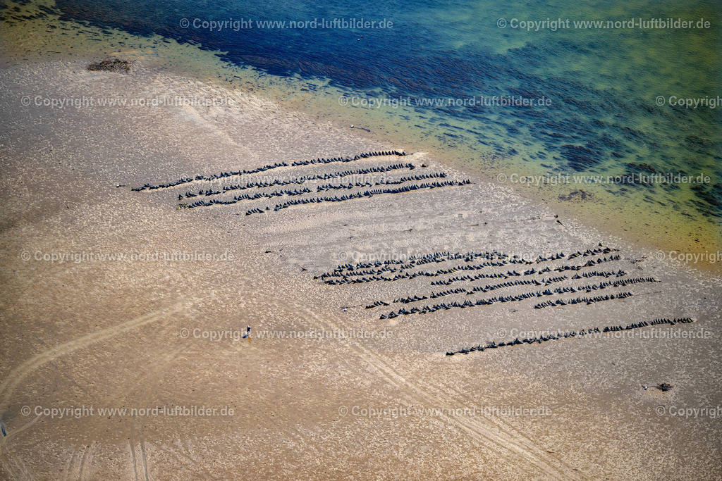 Sylt_List_Wattenmeer_Austernzucht_Dittmeyers_Austern_Compernie_ELS_352430825 | LIST 13.08.2025 Wattenmeer der Nordsee- Küste mit Austern-Zucht-Bänken "Sylter Royal" in List im Bundesland Schleswig-Holstein, Deutschland. Weiterführende Informationen bei: Dittmeyer's Austern-Compagnie GmbH. // Wadden Sea of the North Sea coast with oyster breeding banks "Sylter Royal" in List in the federal state of Schleswig-Holstein, Germany. Further information at: Dittmeyer's Austern-Compagnie GmbH. Foto: Martin Elsen