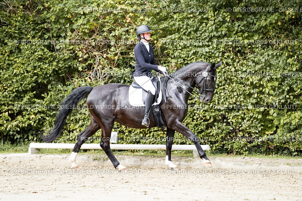 DSC05410 | Pferdegrafie