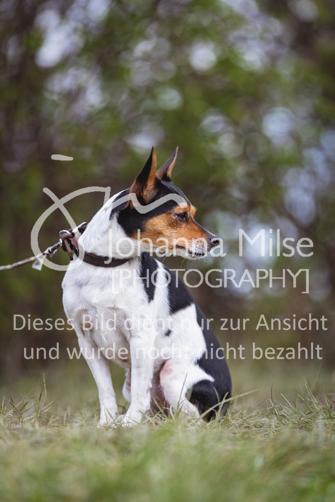 260404_Fruehlingsfest_Stil-A-432 | Deine schönsten Turniermomente als professionelle Fotos! Entdecke hochwertige Pferdesport-Fotografie im Online-Shop. Jetzt Fotos finden & bestellen!