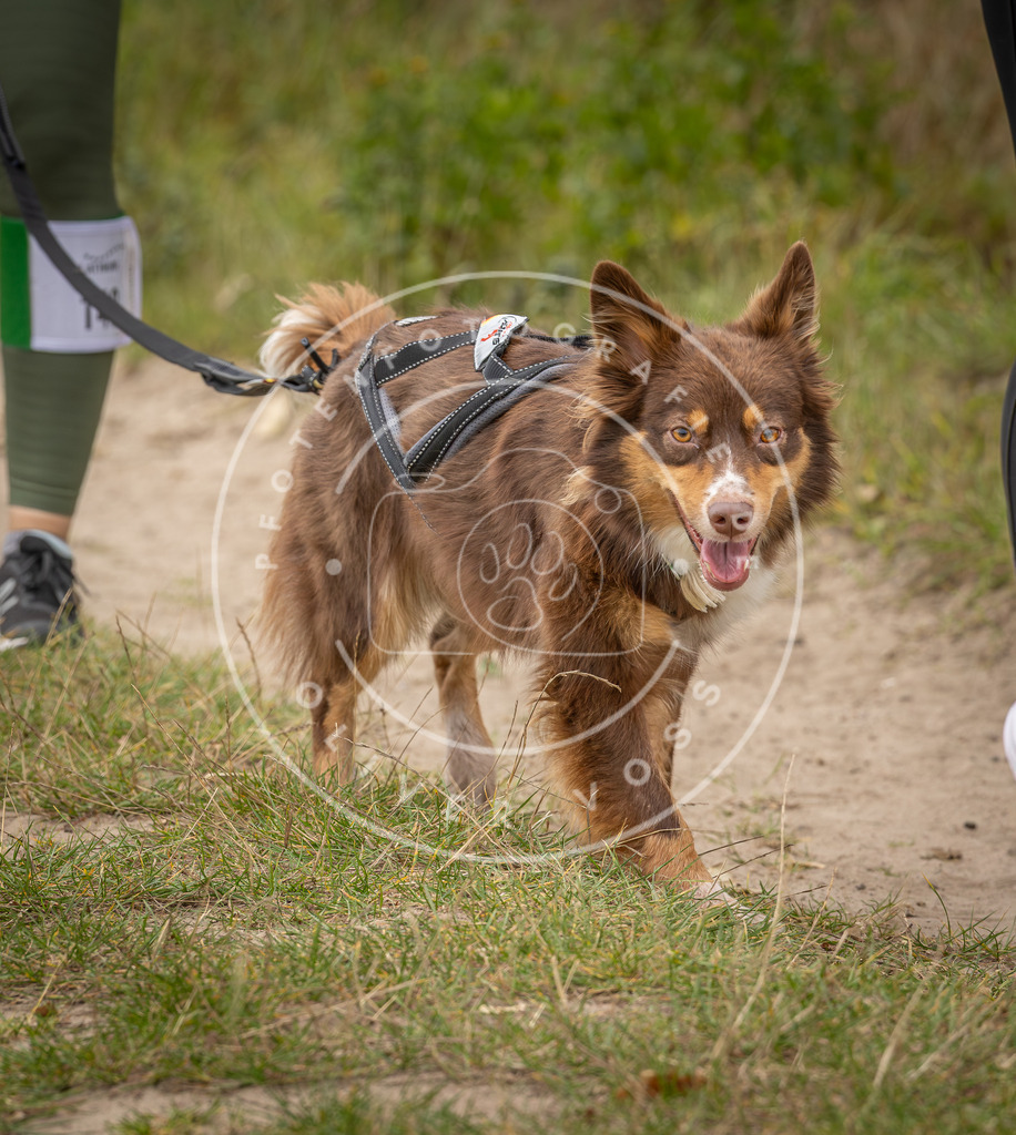 Pfotenfotografie_DV3A7019 | Hundefotografie, Tierfotograf, Pfotenfotografie, Fotoshooting Hund, Hunde Portrait, Hundesport, Hundeportraits, Heideshooting, Hunde, Sportfotograf, Hundefotograf, Turnierhundsport, THS,  - Realisiert mit Pictrs.com
