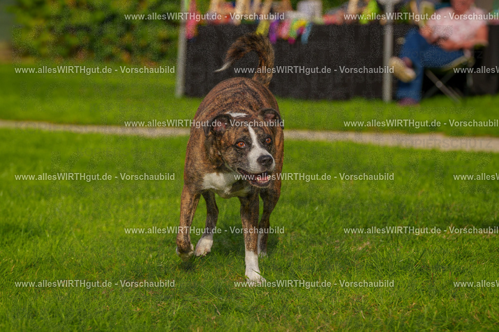 Hundeschwimmen_Grefrath_2026-allesWIRTHgut_Tierfotografie-15_27-FAY01295 | Professionelle Tierfotografie in Mönchengladbach von Daniel Wirth (allesWIRTHgut). Liebevolle & natürliche Bilder von Hunden & Katzen für unvergessliche Erinnerungen.