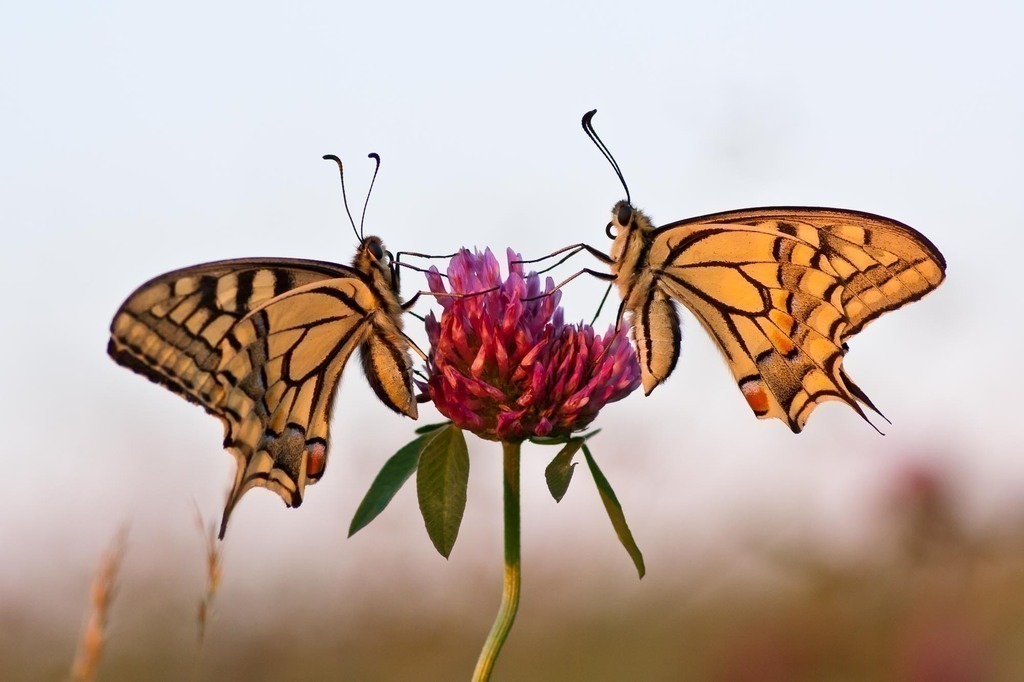 Schwalbenschanz | Fotopresso – Sportfotografie in Heidenheim & Umgebung. Professionelle Sportfotografie für unvergessliche Momente. Dynamische Action-Shots, emotionale Szenen & hochwertige Bilder. - Realisiert mit Pictrs.com