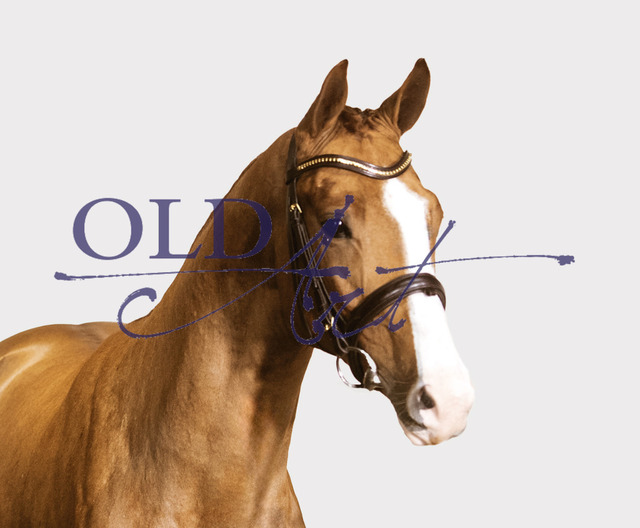 02 DE418181107621 Casalido - Ogano - Quality_Kopf | <meta name="description" content="★Offizieller Merchandise und Foto-/Videostore des Oldenburger Verbandes.★ ✅Jetzt auch digital Ausdrucke erhältlich." />
<meta name="keywords" content="Merchandise Foto-/Videostore Oldenburger Verband Photographie 