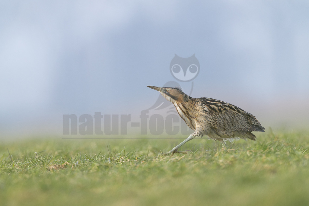 R5M29449_20260125 | Das Bild zeigt einen Reiher, der durch hohes, grünes Gras läuft. Der Hintergrund ist verschwommen und besteht aus einem blassen, hellgrauen Farbton, was auf eine bewölkte Tageszeit hindeutet. Die Szene vermittelt einen Eindruck von Ruhe und Natürlichkeit. Die Weite des Grasfeldes lässt auf eine offene Landschaft schließen, möglicherweise ein Feuchtgebiet oder eine Küstenregion. Der Reiher wirkt hier ganz allein und sucht nach Nahrung. - Realisiert mit Pictrs.com