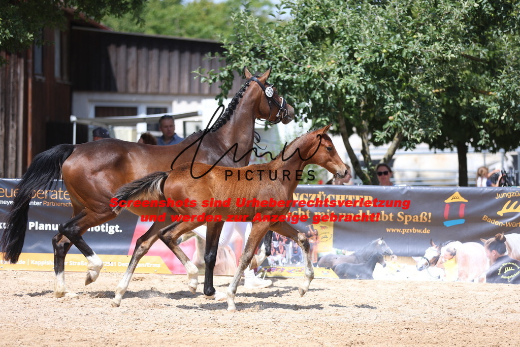 Fohlenschau_Schwäbisch_Hall_springbetonte_Fohlen_KN 38_17 | lmwpictures - Realisiert mit Pictrs.com