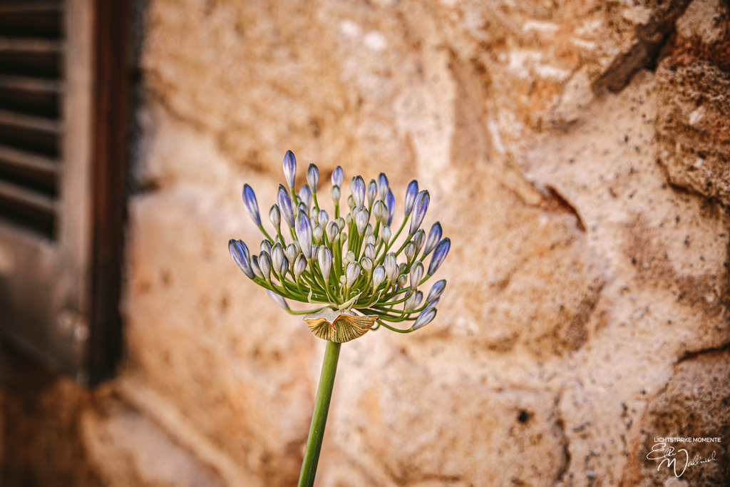 Alcudia, Mallorca | Herzlich willkommen auf meiner Seite! Ich bin Elke Wallnisch, Deine Fotografin für lichtstarke Momente. Der Name steht für alles, was mich mit der Fotografie verbindet: Das Licht und seine machtvolle Wirkung auf eine Situation oder unsere Stimmung - Realisiert mit Pictrs.com