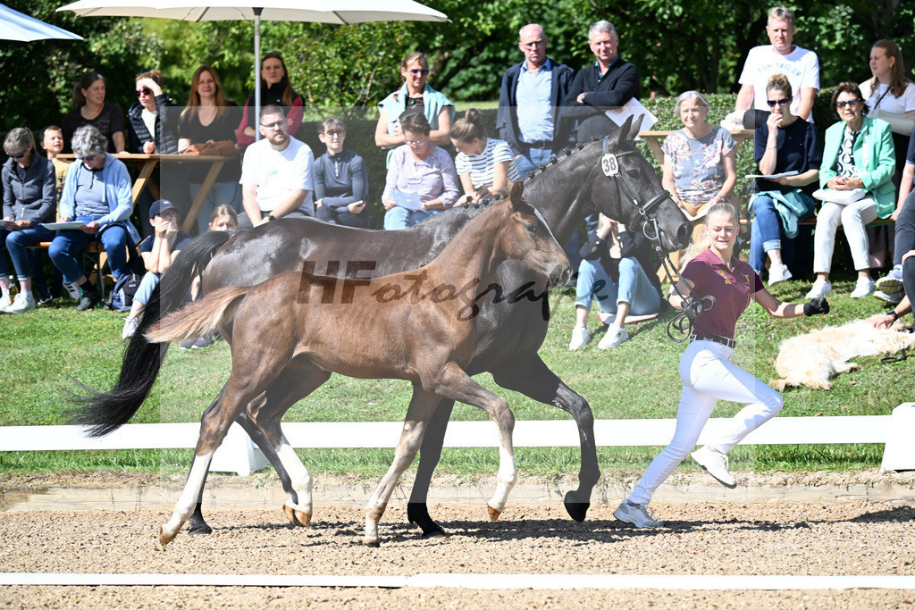 Kat-Nr. 38 Va Bene x St. Schufro_SF_Levay_29250005 | hf-fotografie - Realizzato con Pictrs.com