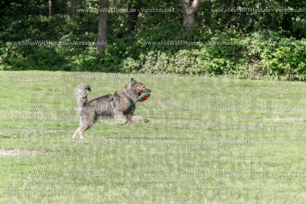 Hundeschwimmen_Volksbad_2026-allesWIRTHgut_Tierfotografie-2609061552-FAY07320 | Professionelle Tierfotografie in Mönchengladbach von Daniel Wirth (allesWIRTHgut). Liebevolle & natürliche Bilder von Hunden & Katzen für unvergessliche Erinnerungen.