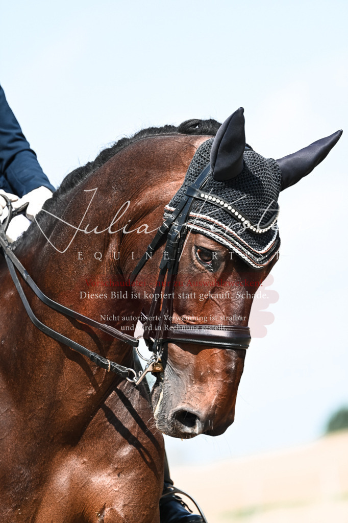 DSC_2899 | Pferde- und Turnierfotografie in Westsachsen. Pferdeportraits, Auftragszeichnungen und intuitive Kunst.