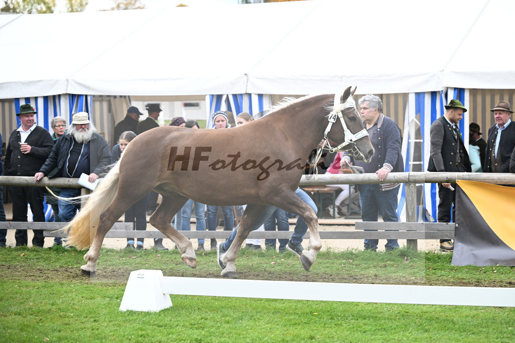 Kat-Nr. 74 Havana H v. Venturin_Huber_41251603 | hf-fotografie - Realizzato con Pictrs.com