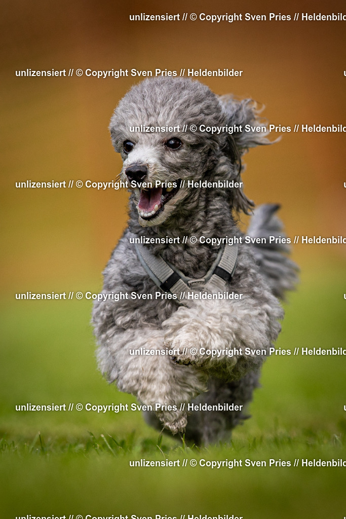 Sven Pries | 2024-09-22 - Hunderennen Baden-BadenPudelverein - Realisiert mit Pictrs.com