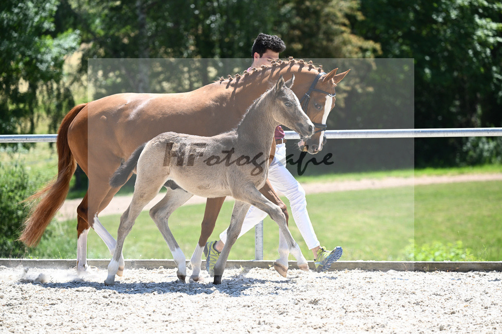Kat-Nr. 22 HF Gold Garant_Koller_16230591 | hf-fotografie - Realisiert mit Pictrs.com