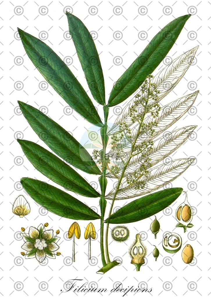 HistAbb_wfo-0000163602_1_ENZY_Simple | Historische Abbildung von Filicium decipiens - Sapindaceae | Historical Illustration of Filicium decipiens - Sapindaceae