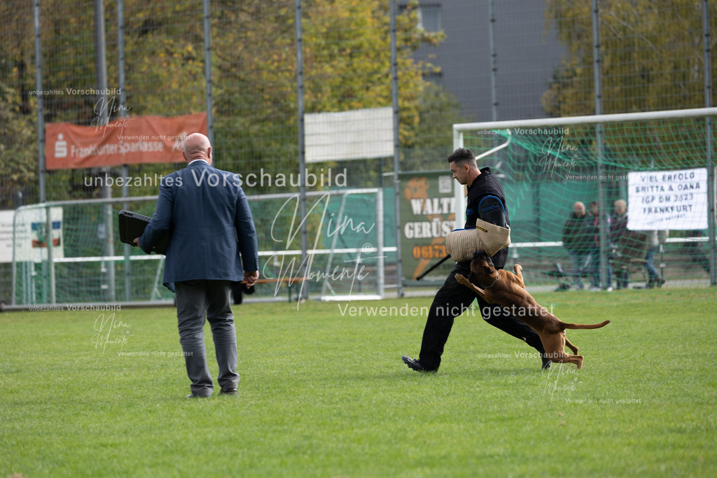 _16A7031 | Einzigartige Fotos von Hunden & Menschen –Actionfotos, Portraits, Vereinsaufnahmen & Paarshootings – authentisch, lebendig & mit Herz.