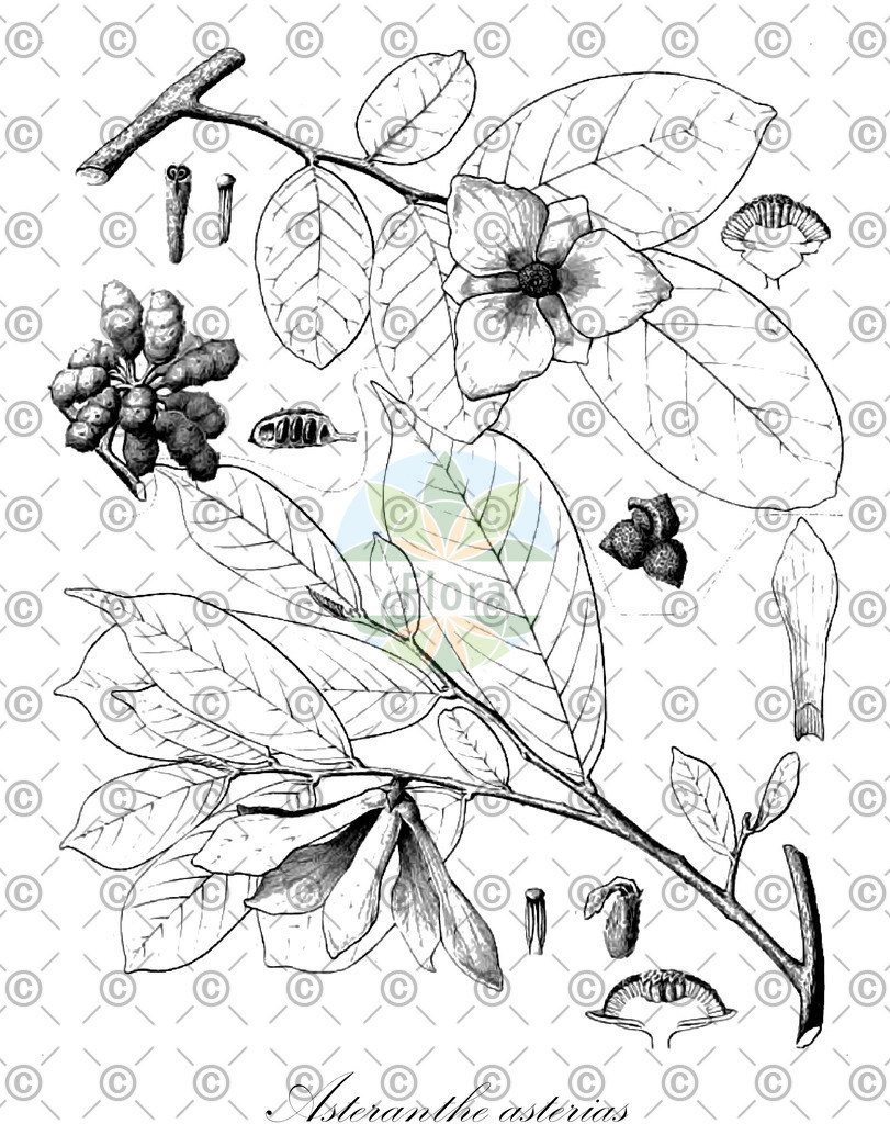 HistAbb_wfo-0000552599_1_ENZY_Simple | Historische Abbildung von Asteranthe asterias - Annonaceae | Historical Illustration of Asteranthe asterias - Annonaceae