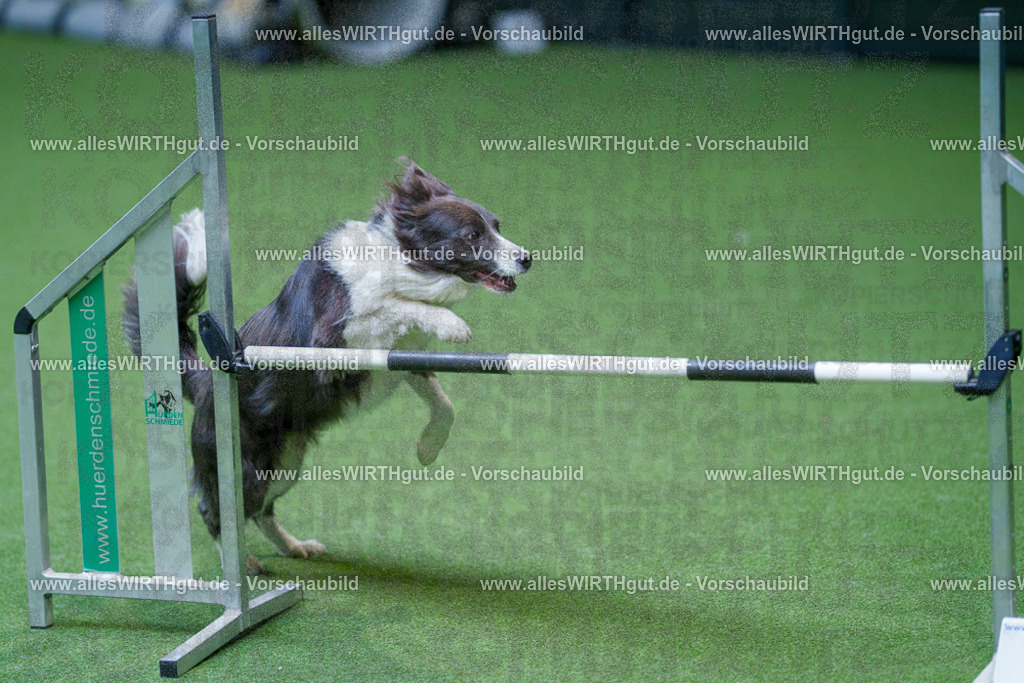 @allesWIRTHgut_Tierfotografie - www.allesWIRTHgut.de - 2604261227-7R500962 | Professionelle Tierfotografie in Mönchengladbach von Daniel Wirth (allesWIRTHgut). Liebevolle & natürliche Bilder von Hunden & Katzen für unvergessliche Erinnerungen.