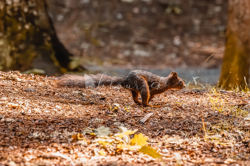 _01A5712 | Sportbilder, Sportfotograf, Hochzeits- und Eventfotografin, Flugshows, Portraits und Tiershooting, Aviation, Downhill, Nationalleague, Swissleague, International