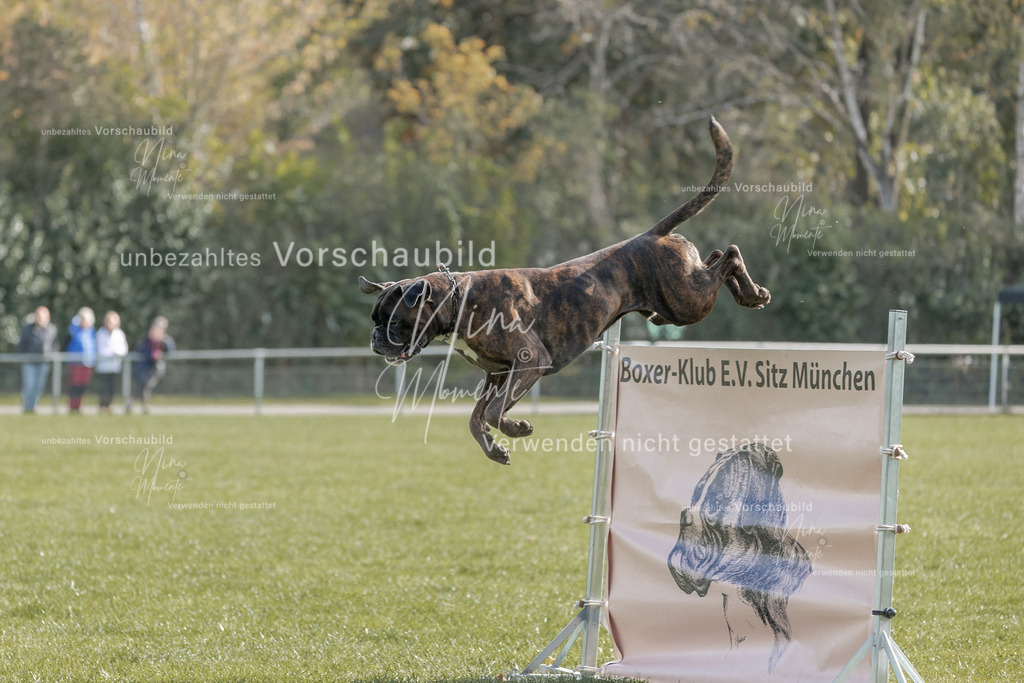 _16A6829 | Einzigartige Fotos von Hunden & Menschen –Actionfotos, Portraits, Vereinsaufnahmen & Paarshootings – authentisch, lebendig & mit Herz.