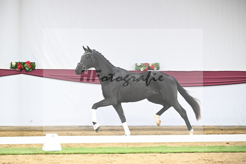 Kat-Nr. 65 Zalando x Fuerstenball_Gestuet Dobel_47252456 | hf-fotografie - Realisiert mit Pictrs.com