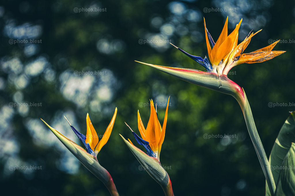 Abschied der Paradiesvögel | Blüten der Paradiesvogelblume. Aufgenommen im Botanischen Garten. - Realisiert mit Pictrs.com