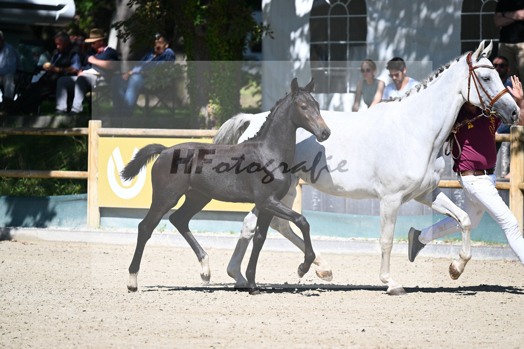Praesentation Auktionsfohlen_36230097 | hf-fotografie - Realisiert mit Pictrs.com