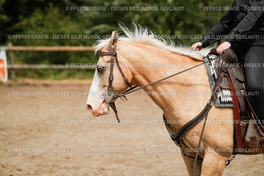 DSC09865 | Pferdegrafie