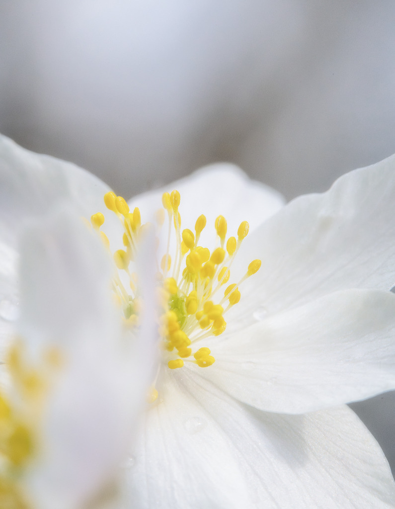 Buschwindröschen | Oder auch Geissenblüemli - Realisiert mit Pictrs.com