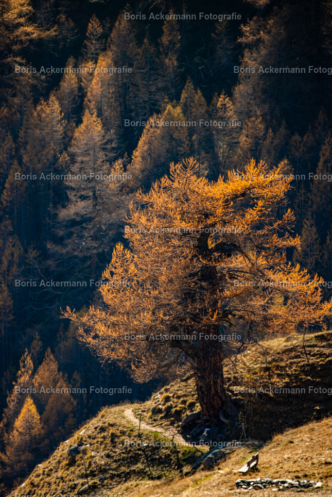 Herbstwandern | Der goldene Herbst, wörtlich genommen! Ein Traum!