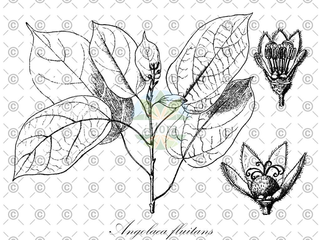 HistAbb_wfo-0000536542_215_ENZY_Simple | Historische Abbildung von Angolaea fluitans - Podostemaceae | Historical Illustration of Angolaea fluitans - Podostemaceae