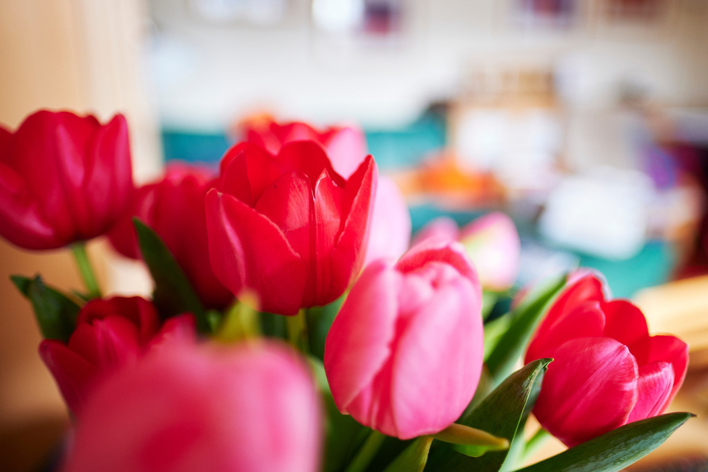 ein roter Tulpenstrauß im Wohnzimmer | Wien, Austria - February 09, 2021: ein roter Tulpenstrauß steht im Wohnzimmer. - Realisiert mit Pictrs.com