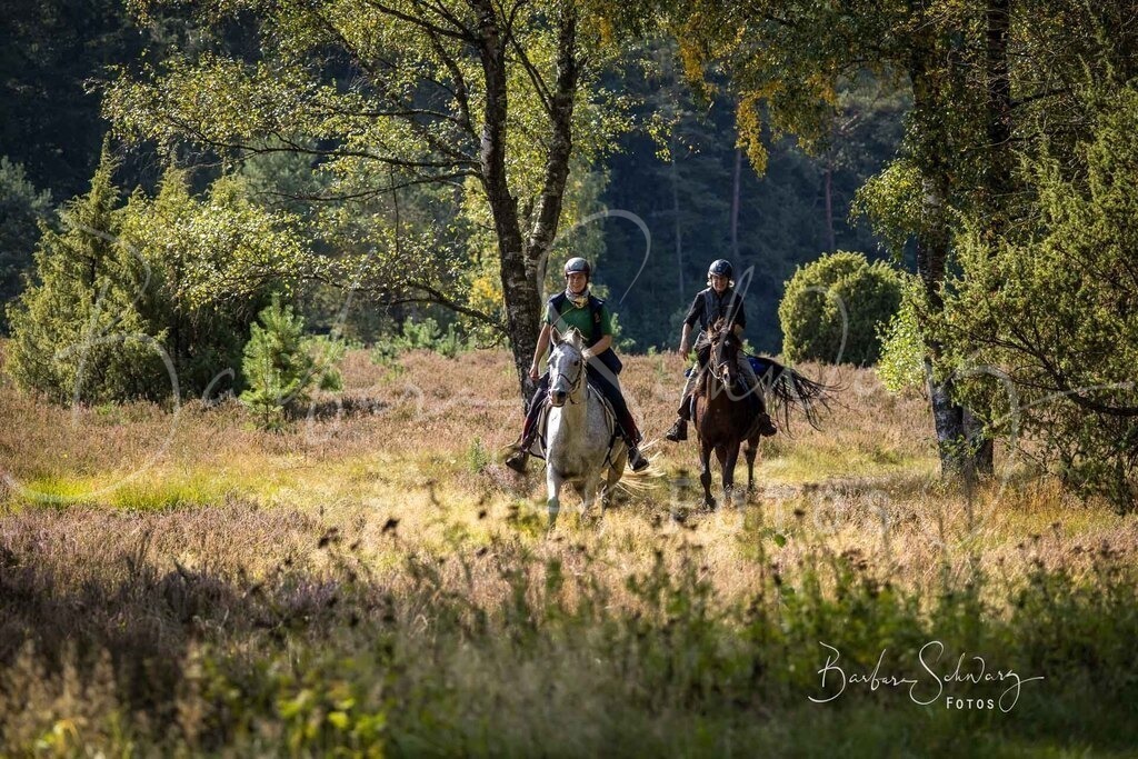 DdLH-WehlenerHeide_2025-09-20_157 | Fotografie, Veranstaltungs-Fotografie, Pferde-Fotografie, Landschafts-Fotografie, Reise-Fotografie - Realisiert mit Pictrs.com