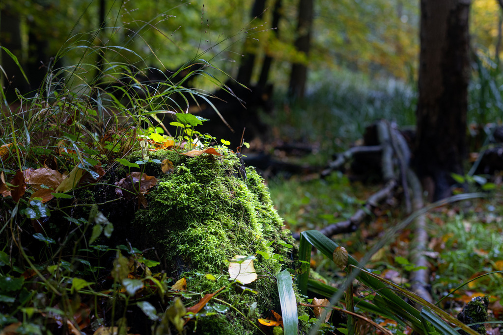 Boten des Herbstes | Aus den Wäldern rund um Wismar in Mecklenburg-Vorpommern. - Realisiert mit Pictrs.com