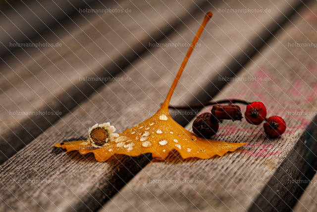 IMG_8740 | Fotograf Leipzig für Hochzeiten, Familienfeste & Porträts. Persönlich, ehrlich & echt – Emotion im Fokus. Jetzt Fotoshooting bei Holzmannphotos buchen!